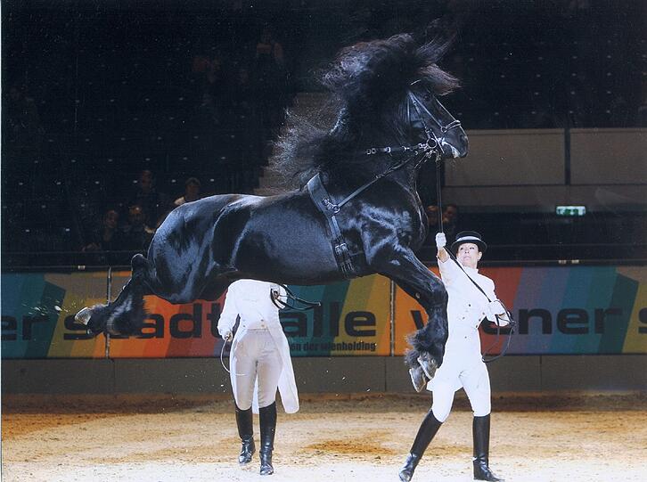 Cavallo Clasico