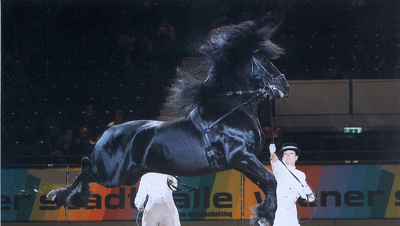 Cavallo Clasico Cavallo Clasico