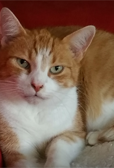 Felix
