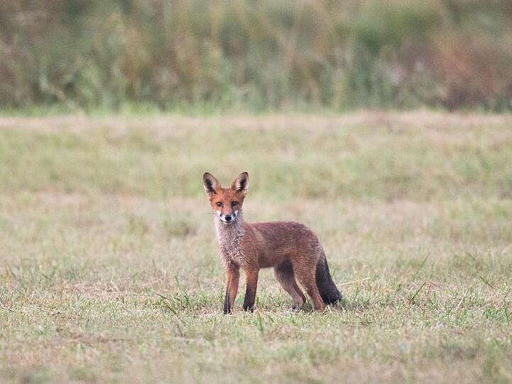 Ein Fuchs steht am frühen Morgen kurz vor Sonnenaufgang auf einem Feld. Foto: Julian Stratenschulte/dpa/Archiv