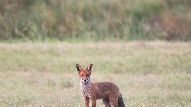Ein Fuchs steht am frühen Morgen kurz vor Sonnenaufgang auf einem Feld. Foto: Julian Stratenschulte/dpa/Archiv Ein Fuchs steht am frühen Morgen kurz vor Sonnenaufgang auf einem Feld. Foto: Julian Stratenschulte/dpa/Archiv