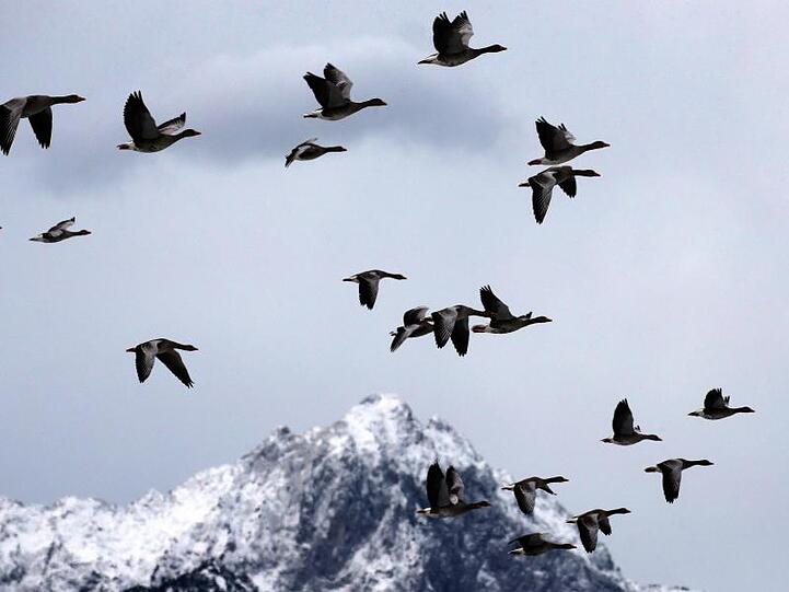 Graugänse fliegen vor den schneebedeckten Alpen. Foto: Karl-Josef Hildenbrand/dpa/archivbild
