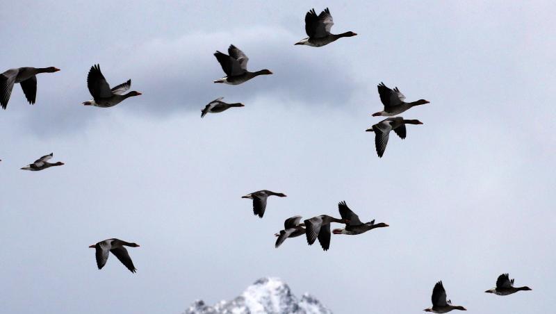 Graugänse fliegen vor den schneebedeckten Alpen. Foto: Karl-Josef Hildenbrand/dpa/archivbild Graugänse fliegen vor den schneebedeckten Alpen. Foto: Karl-Josef Hildenbrand/dpa/archivbild