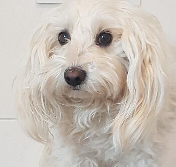 Teddy