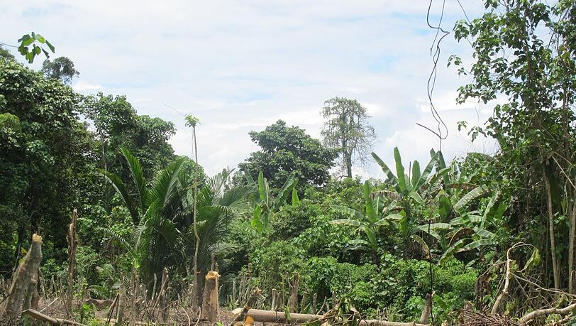 Der Zyklon "Maila" hat Teile von Papua-Neuguinea mit voller Wucht getroffen. (Symbolbild)