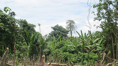 Der Zyklon "Maila" hat Teile von Papua-Neuguinea mit voller Wucht getroffen. (Symbolbild)