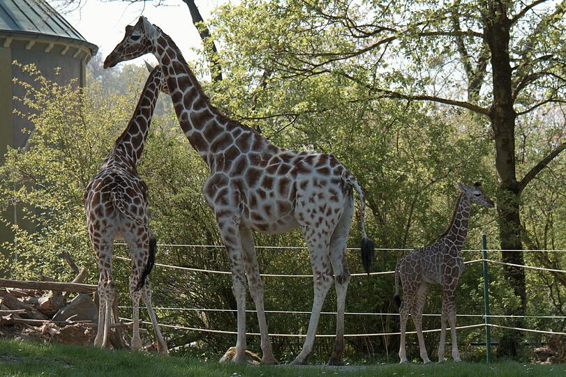 Ein zuckersüßes Giraffenbaby wartet im Tierpark Hellabrunn auf Besucher. Zwei Wochen ist es gerade alt. Hier gibt's schon mal die nettesten Fotos von dem putzigem Tierchen.