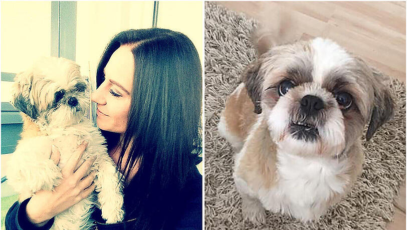 Besitzerin Sabrina Maruhn sucht seit Monaten nach ihrem Hund. Der sechs Jahre alte Timo ist ein Shih-Tzu-Rüde. Die Rasse stammt ursprünglich aus Tibet. Besitzerin Sabrina Maruhn sucht seit Monaten nach ihrem Hund. Der sechs Jahre alte Timo ist ein Shih-Tzu-Rüde. Die Rasse stammt ursprünglich aus Tibet.