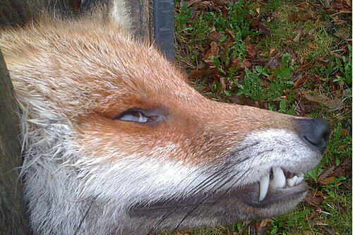 Makaberer Fund in Eching am Ammersee im Jahr 2010: Beim nächtlichen Versuch, einen Hühnerstall zu plündern, geriet ein Fuchs in einen Gartenzaun. Offenbar ist das Tier kurz und schmerzlos an einem Genickbruch gestorben.