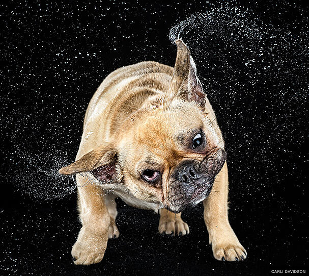 Entschlossener Blick: die Französische Bulldogge "Vito".