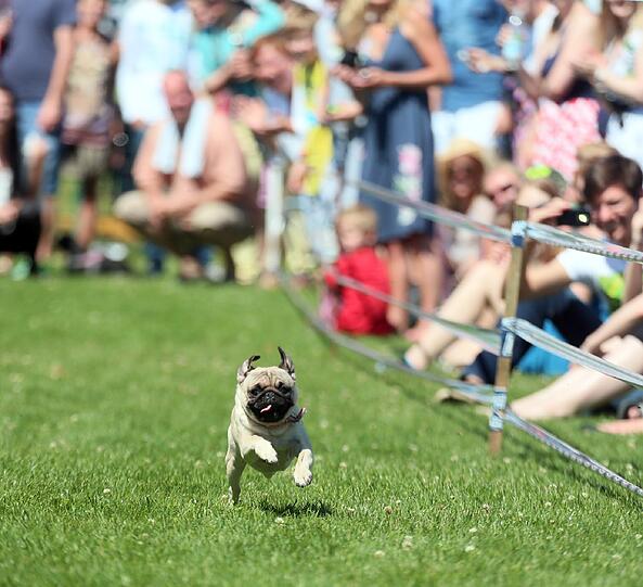 Weitere Bilder vom Mopsrennen in Riem.
