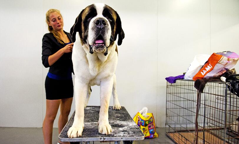 Style ist alles! Bei verschiedenen Schönheitswettbewerben wird der schönste Hund gekürt. Die Bilder von den Wettbewerben in Rotterdamm und Estoril.
