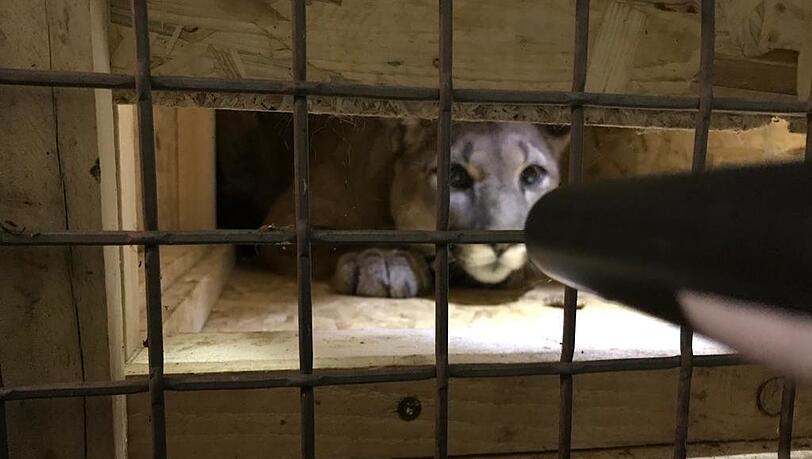 Puma-Dame "Penelope".