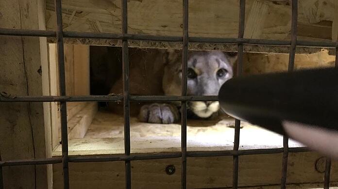 Puma-Dame "Penelope".