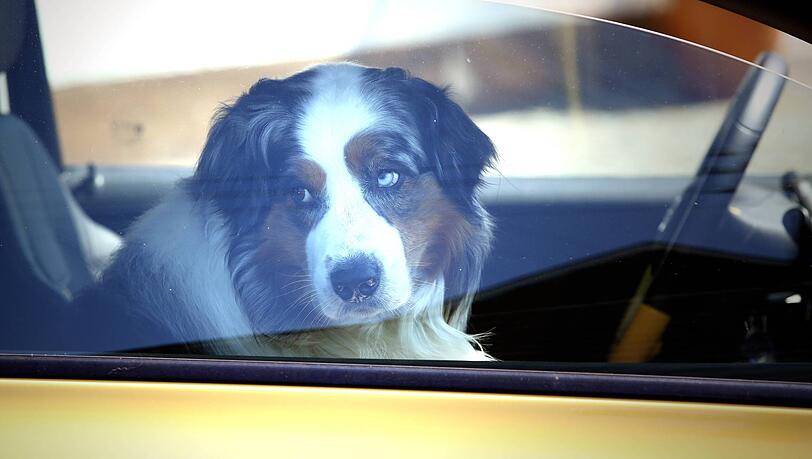 Polizei und Tierschützer warnen regelmäßig davor, Hunde im Auto zurückzulassen. Trotzdem finden immer wieder Vierbeiner ein qualvolles Ende in überhitzten Autos. (Symbolbild)