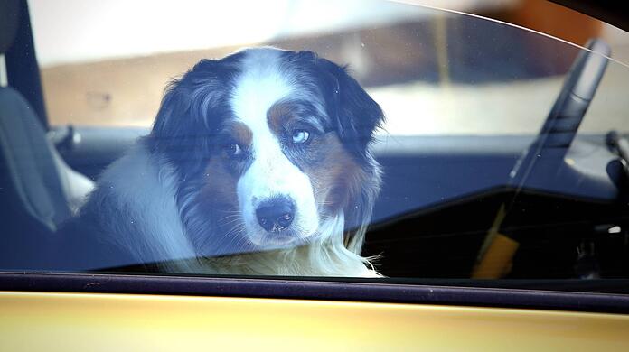 Polizei und Tierschützer warnen regelmäßig davor, Hunde im Auto zurückzulassen. Trotzdem finden immer wieder Vierbeiner ein qualvolles Ende in überhitzten Autos. (Symbolbild)
