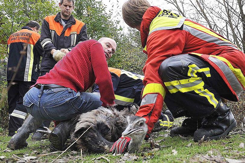 Einsatzkräfte der Feuerwehr Markt Schwaben drücken den Nandu zu Boden.