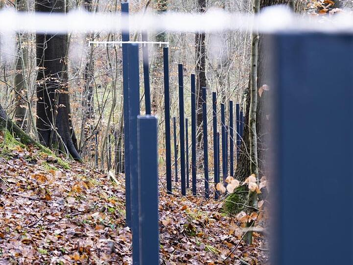 Zaunpfähle stehen im Waldboden: Der umstrittene Wildschweinzaun an der deutsch-dänischen Grenze.