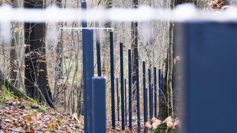 Zaunpfähle stehen im Waldboden: Der umstrittene Wildschweinzaun an der deutsch-dänischen Grenze. Zaunpfähle stehen im Waldboden: Der umstrittene Wildschweinzaun an der deutsch-dänischen Grenze.