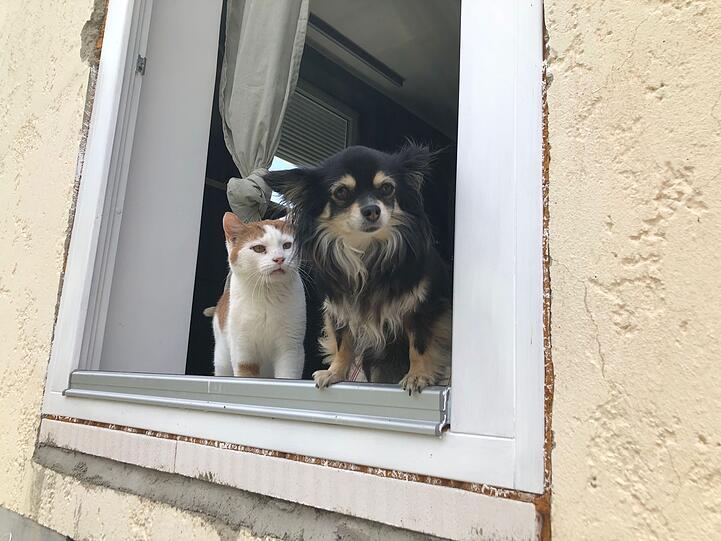 Hauskatze Luchs und Chihuahua Tami