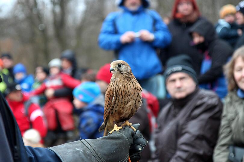 Die Greifvogel-Show im Tierpark hat jetzt eine richtige Zuschauertribüne bekommen. Am Dienstag wurde sie eröffnet.
