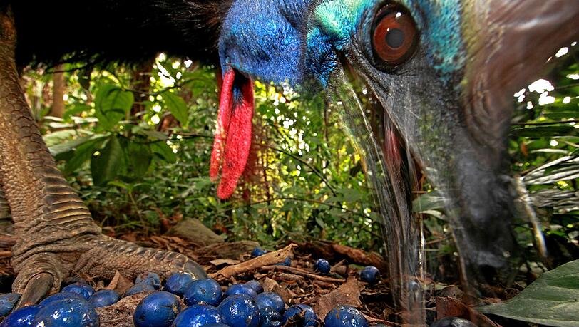 Ein südaustralischer Helmkasuar (Casuarius casuarius) in Queensland, Australien, frisst die Früchte des blauen Quandong Baums. Dieser flugunfähige Vogel wird bis zu zwei Meter groß. Die männlichen Tiere wiegen etwa 55 kg, die weiblichen bis zu 76 kg. Helmkasuare sind eine bedrohte Tierart. Wild leben noch circa 1.500 Tiere. Diese Vögel sind sehr wichtig für den uralten Regenwald im Norden von Queensland, weil sie große Samen über lange Strecken in ihrem Magen mit sich tragen. Dutzende von Baumarten scheinen für die Verbreitung ihres Samens allein vom Helmkasuar abhängig zu sein. Die Vögel drohen ihren Lebensraum durch landwirtschaftliche Erschließung und den Bau von Häusern zu verlieren. Sie werden von Haushunden getötet und von Fahrzeugen angefahren. Ein südaustralischer Helmkasuar (Casuarius casuarius) in Queensland, Australien, frisst die Früchte des blauen Quandong Baums. Dieser flugunfähige Vogel wird bis zu zwei Meter groß. Die männlichen Tiere wiegen etwa 55 kg, die weiblichen bis zu 76 kg. Helmkasuare sind eine bedrohte Tierart. Wild leben noch circa 1.500 Tiere. Diese Vögel sind sehr wichtig für den uralten Regenwald im Norden von Queensland, weil sie große Samen über lange Strecken in ihrem Magen mit sich tragen. Dutzende von Baumarten scheinen für die Verbreitung ihres Samens allein vom Helmkasuar abhängig zu sein. Die Vögel drohen ihren Lebensraum durch landwirtschaftliche Erschließung und den Bau von Häusern zu verlieren. Sie werden von Haushunden getötet und von Fahrzeugen angefahren.