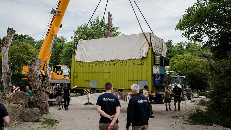 Mit Tieflader und Autokran wurden Rani und Savani von Leipzig nach München transportiert. Mit Tieflader und Autokran wurden Rani und Savani von Leipzig nach München transportiert.