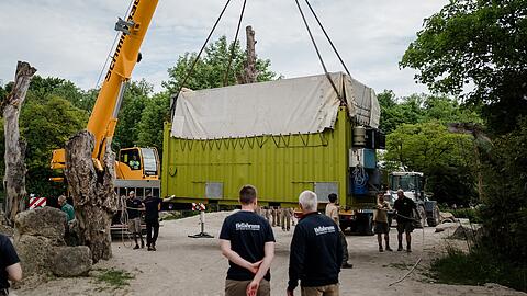 Mit Tieflader und Autokran wurden Rani und Savani von Leipzig nach München transportiert.