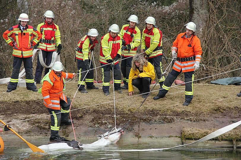 Ross auf Abwegen: Feuerwehrmänner ziehen bei Fellheim ein Pferd aus dem Illerkanal.