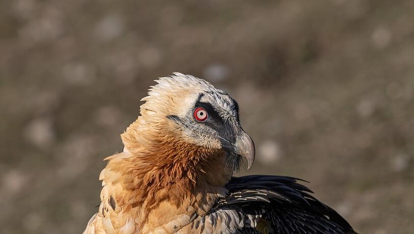 Borstenartige Federn, die ihm über den Schnabel hängen, waren namensgebend für den Bartgeier. Der rote Skleralring im Auge verrät seine Stimmung: Je erregter der Vogel, desto leuchtender ist das Rot. Borstenartige Federn, die ihm über den Schnabel hängen, waren namensgebend für den Bartgeier. Der rote Skleralring im Auge verrät seine Stimmung: Je erregter der Vogel, desto leuchtender ist das Rot.