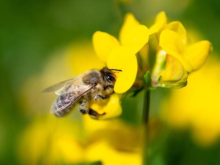 Eine Biene zieht Nektar aus einer gelben Wiesenblume. Foto: Fabian Sommer/dpa/Archivbild