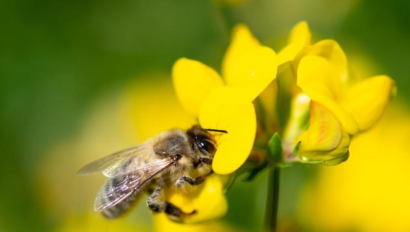 Eine Biene zieht Nektar aus einer gelben Wiesenblume. Foto: Fabian Sommer/dpa/Archivbild Eine Biene zieht Nektar aus einer gelben Wiesenblume. Foto: Fabian Sommer/dpa/Archivbild