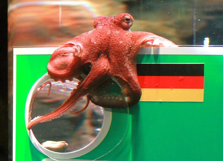 Im Sea Life (Oberhausen) sagt der Oktopus "Kleiner Paul" an der Torwand den Eröffnungs-Sieg der deutschen Frauen-Nationalmannschaft (gegen Kanada) bei der Frauen-Fußball-WM 2011 voraus.