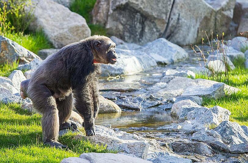 Die Gorillas und Schimpansen im Tierpark Hellabrunn genossen die Erkundung des neuen Außenbereichs bei strahlendem Sonnenschein. Die Bilder...