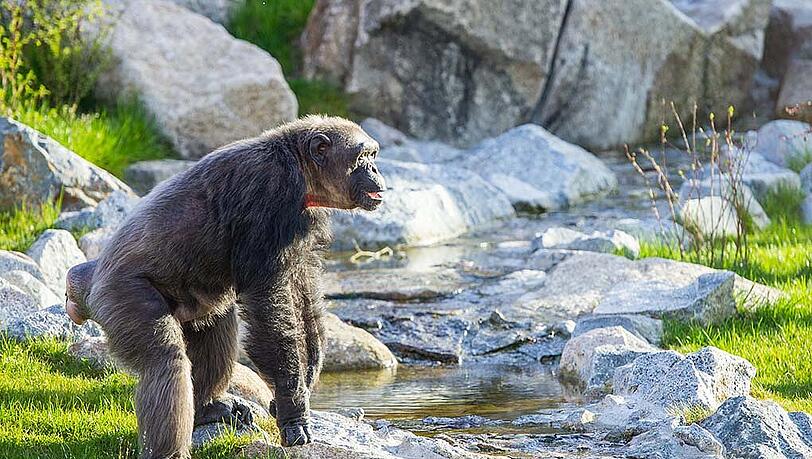 Die Gorillas und Schimpansen im Tierpark Hellabrunn genossen die Erkundung des neuen Außenbereichs bei strahlendem Sonnenschein. Die Bilder... Die Gorillas und Schimpansen im Tierpark Hellabrunn genossen die Erkundung des neuen Außenbereichs bei strahlendem Sonnenschein. Die Bilder...