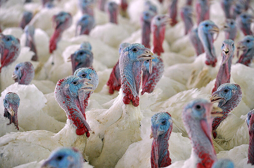 Nach Ausbrüchen des gefährlichen Vogelgrippe-Erregers H5N8 in Teilen Europas gibt es jetzt auch einen Verdachtsfall in Niedersachsen.