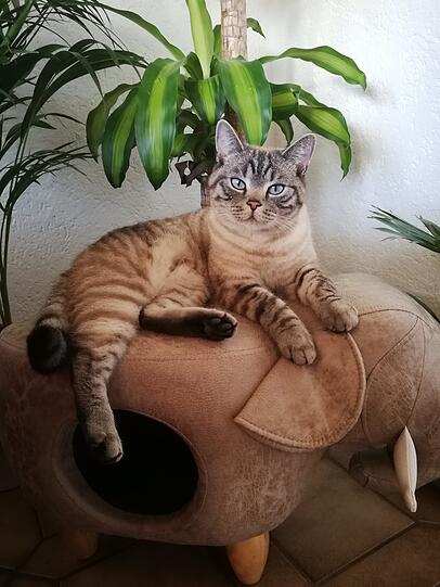Lotti