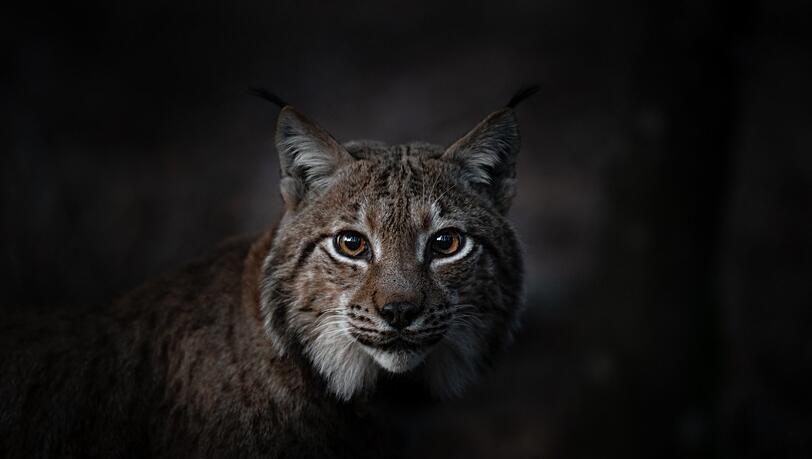 Ein schwer zu fotografierender Waldbewohner: Der Luchs hat das Talent zu sehen, ohne selbst gesehen zu werden.