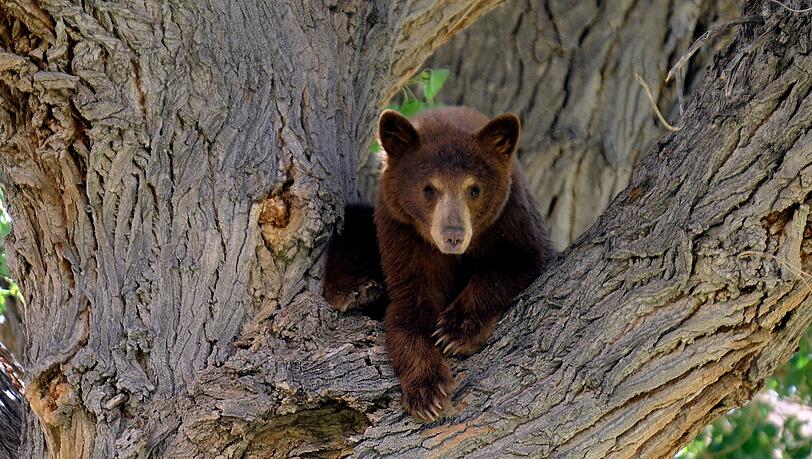 Es war nicht dieser B&auml;r, der wegen eines Hundes auf einen Baum kletterte. Die Geschichte aus den USA begeistert das Internet. (Symbolbild)