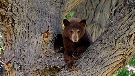 Es war nicht dieser B&auml;r, der wegen eines Hundes auf einen Baum kletterte. Die Geschichte aus den USA begeistert das Internet. (Symbolbild)