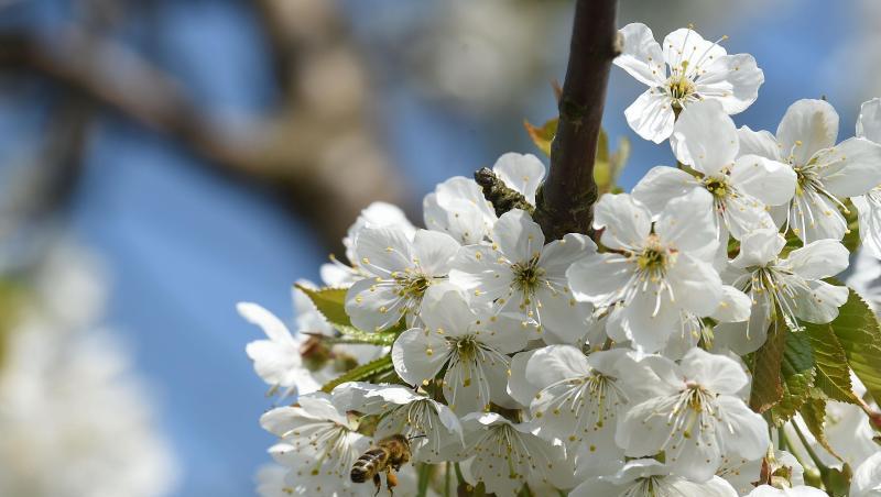 Eine Biene sitzt auf einer Kirschblüte. Foto: Carmen Jaspersen/Archivbild Eine Biene sitzt auf einer Kirschblüte. Foto: Carmen Jaspersen/Archivbild