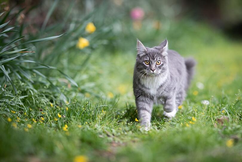 Ähnlich effektiv hilft Kaffeesatz gegen Katzen: Sollte die Nachbarsmieze gerne Ihren Garten als Katzenklo nutzen, dann streuen Sie an ihrem Lieblingsplatz einfach etwas Kaffeesatz aus. Danach sucht sich die Katze hoffentlich einen neues, weit entferntes stilles Örtchen. Ähnlich effektiv hilft Kaffeesatz gegen Katzen: Sollte die Nachbarsmieze gerne Ihren Garten als Katzenklo nutzen, dann streuen Sie an ihrem Lieblingsplatz einfach etwas Kaffeesatz aus. Danach sucht sich die Katze hoffentlich einen neues, weit entferntes stilles Örtchen.