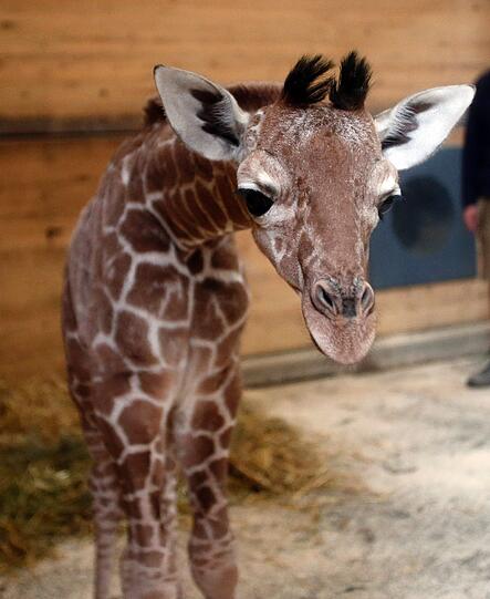 Familienzuwachs bei den Giraffen im Tierpark Hellabrunn: Mitte März brachte Mama Kabonga einen gesunden kleinen Giraffenbullen zur Welt. Einen Namen hat der Bub zwar noch nicht - aber ist jetzt schon ein kleiner Star.