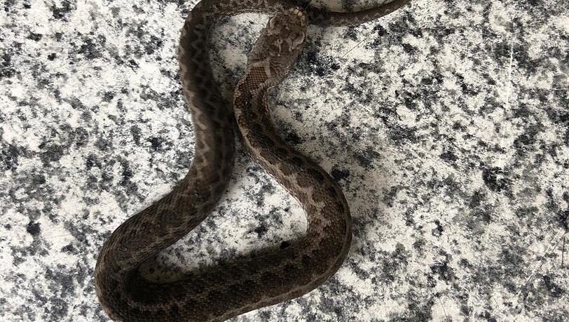 14 Zentimeter ist das Exemplar der Viper. 14 Zentimeter ist das Exemplar der Viper.