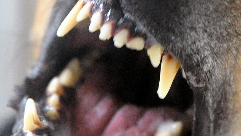 Ein Hund bellt und fletscht die Zähne. Verfahren wegen Hundebissen könnten zunehmen, meint ein Experte.