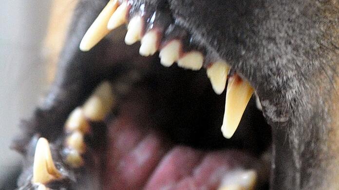 Ein Hund bellt und fletscht die Zähne. Verfahren wegen Hundebissen könnten zunehmen, meint ein Experte.
