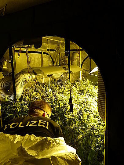 Ein Polizist in der Marihuanaplantage