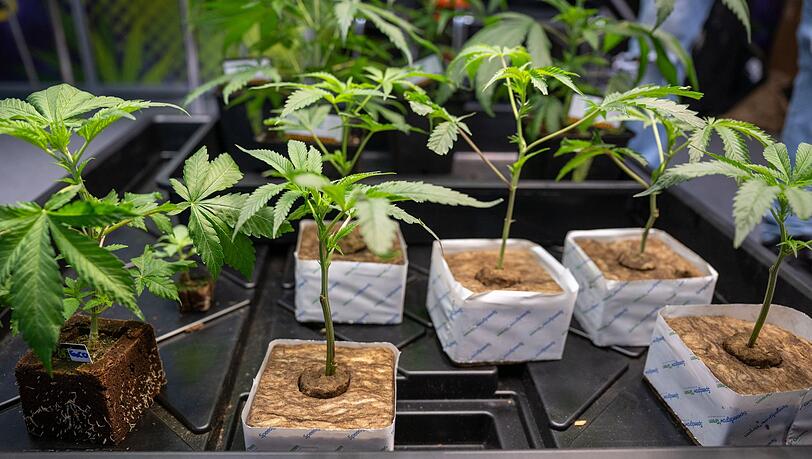 Hanfsämlinge werden auf der Hanfmesse "Mary Jane" zum Verkauf angeboten.