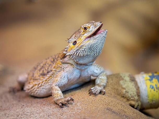 Eine Bartagame sitzt auf dem Boden im Terrarium. Eine Bartagame sitzt auf dem Boden im Terrarium.