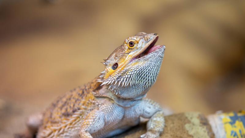 Eine Bartagame sitzt auf dem Boden im Terrarium. Eine Bartagame sitzt auf dem Boden im Terrarium.